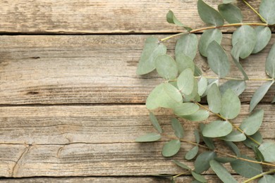 Photo of Beautiful eucalyptus branches on wooden background, top view. Space for text
