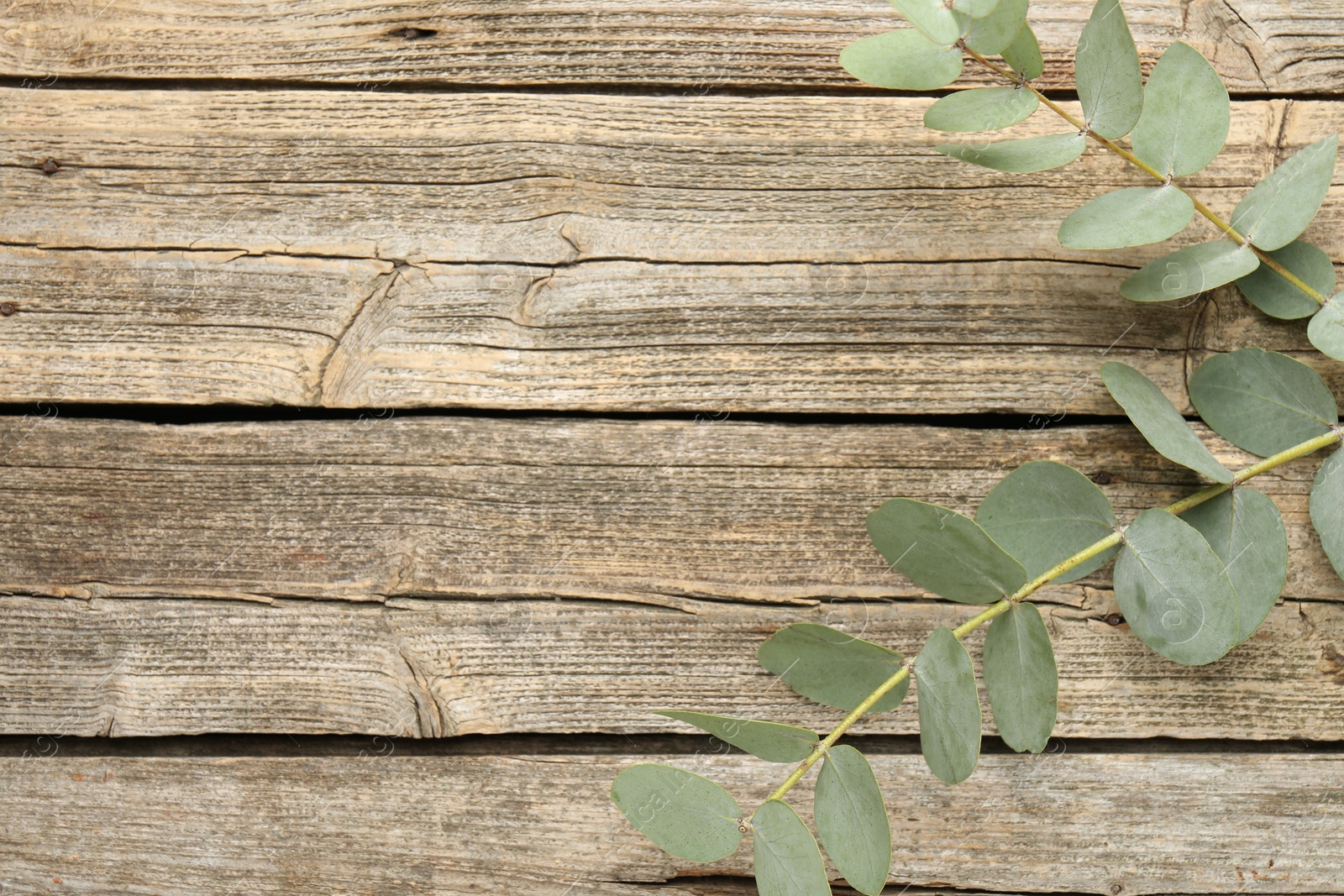 Beautiful eucalyptus branches on wooden background, top view. Space for text Photo of Beautiful eucalyptus branches on wooden background, top view. Space for text