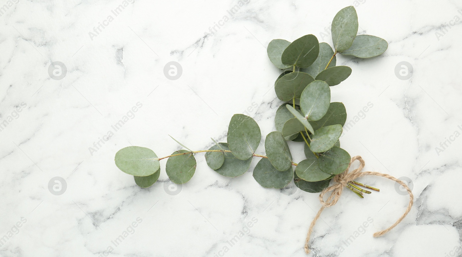 Beautiful eucalyptus branches on white marble background, top view. Space for text Photo of Beautiful eucalyptus branches on white marble background, top view. Space for text