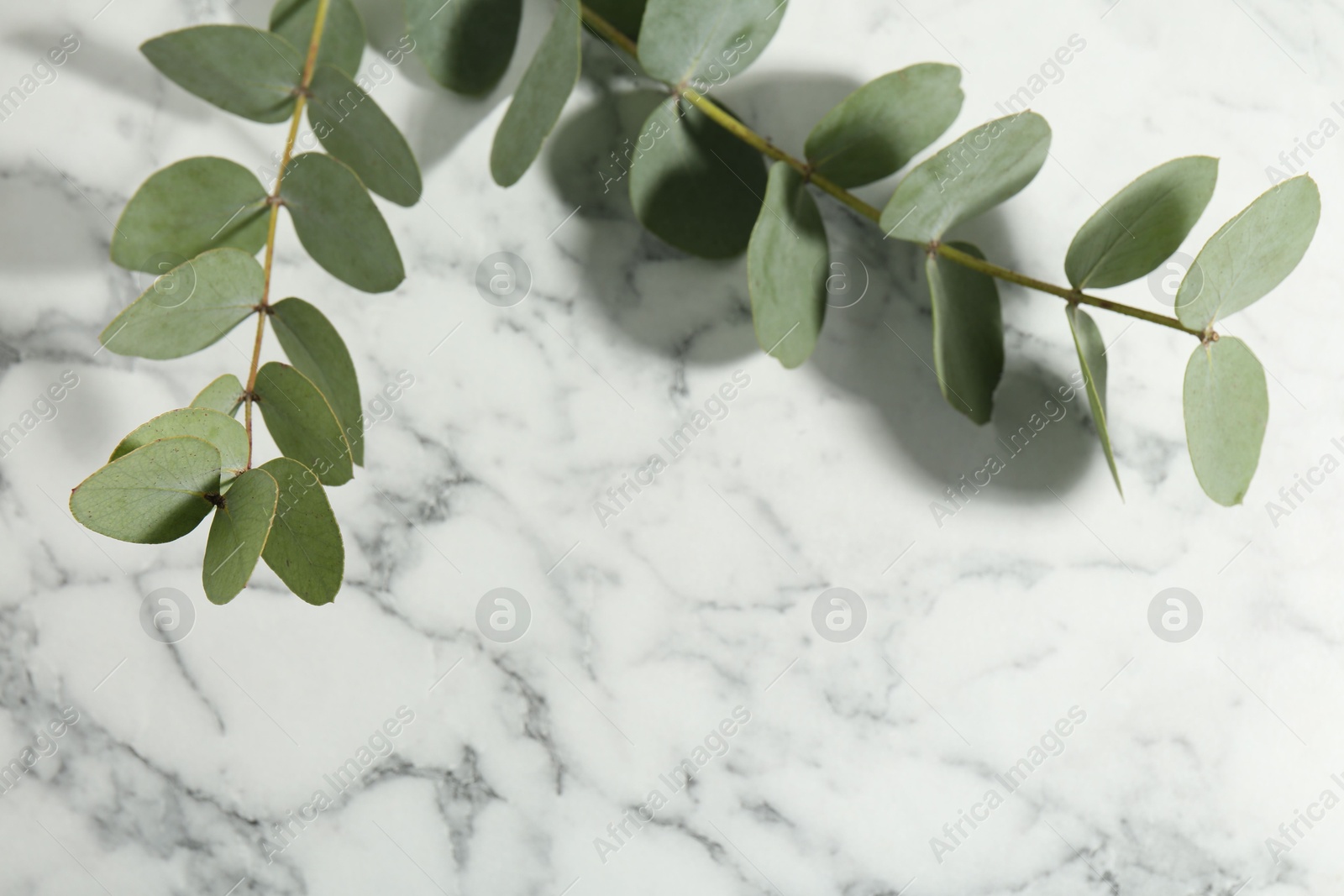 Beautiful eucalyptus branches on white marble background, closeup. Space for text Photo of Beautiful eucalyptus branches on white marble background, closeup. Space for text