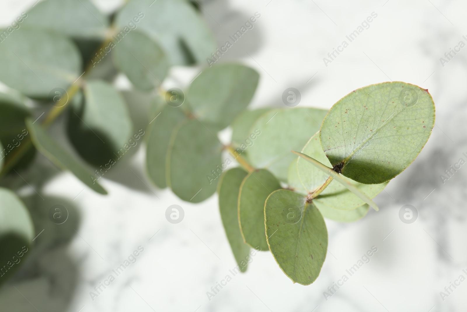 Beautiful eucalyptus branches on white marble background, closeup Photo of Beautiful eucalyptus branches on white marble background, closeup
