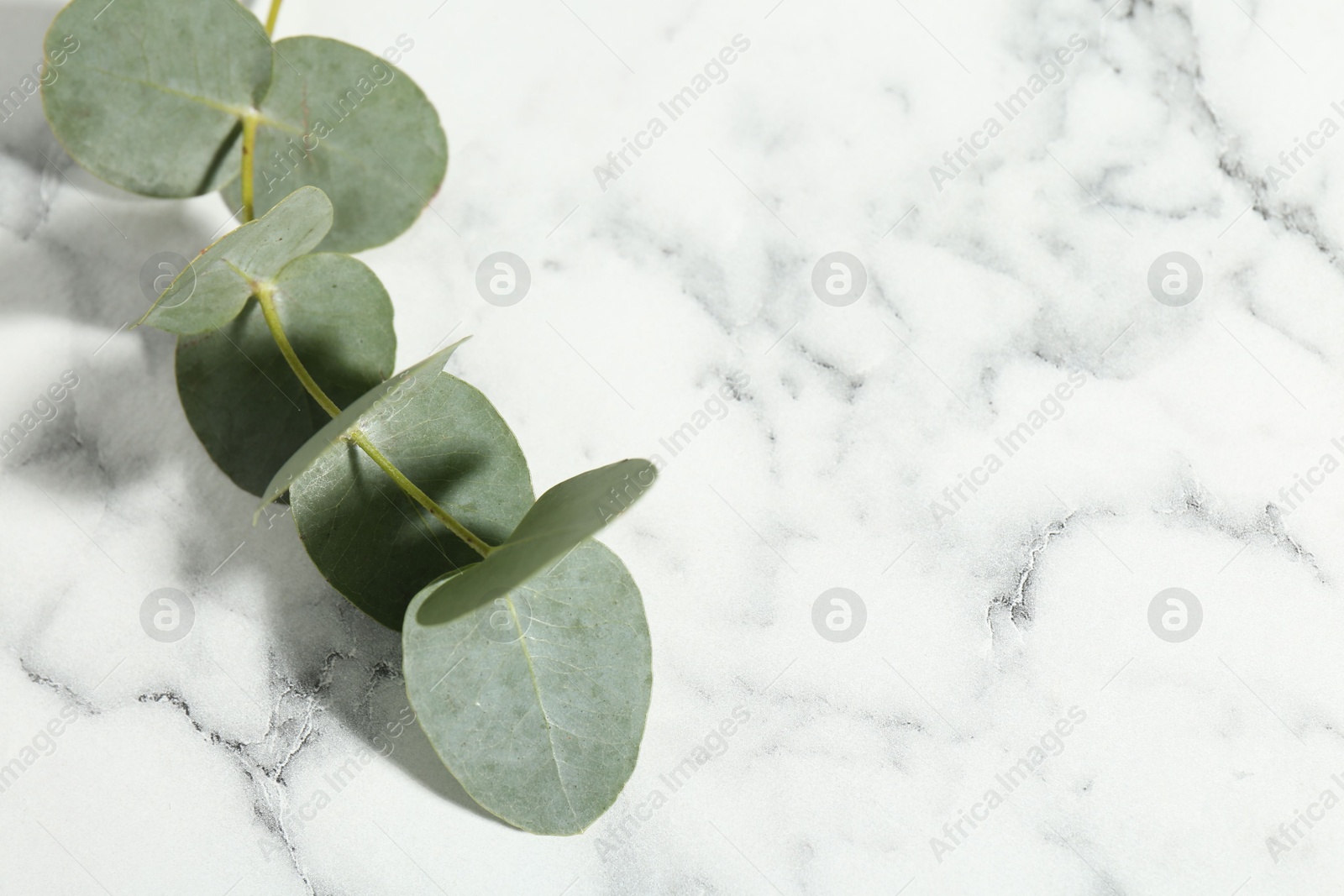 Beautiful eucalyptus branch on white marble background, closeup. Space for text Photo of Beautiful eucalyptus branch on white marble background, closeup. Space for text