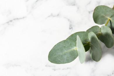 Photo of Beautiful eucalyptus branch on white marble background, closeup. Space for text