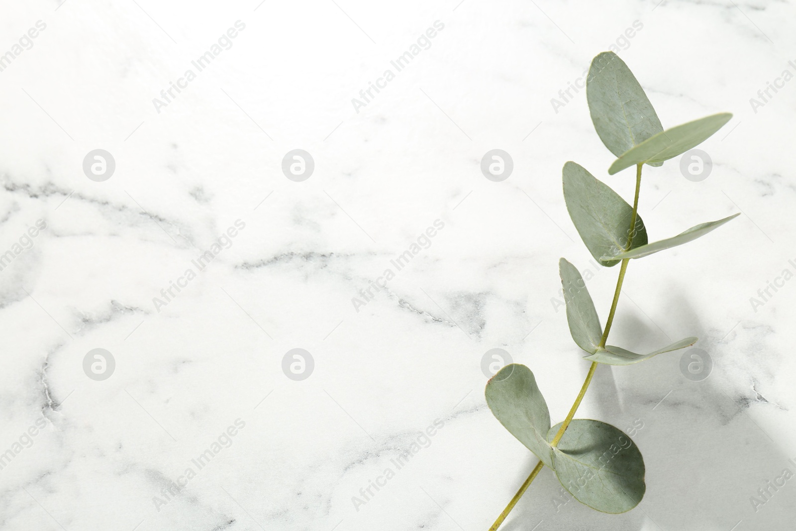 Beautiful eucalyptus branch on white marble background, top view. Space for text Photo of Beautiful eucalyptus branch on white marble background, top view. Space for text