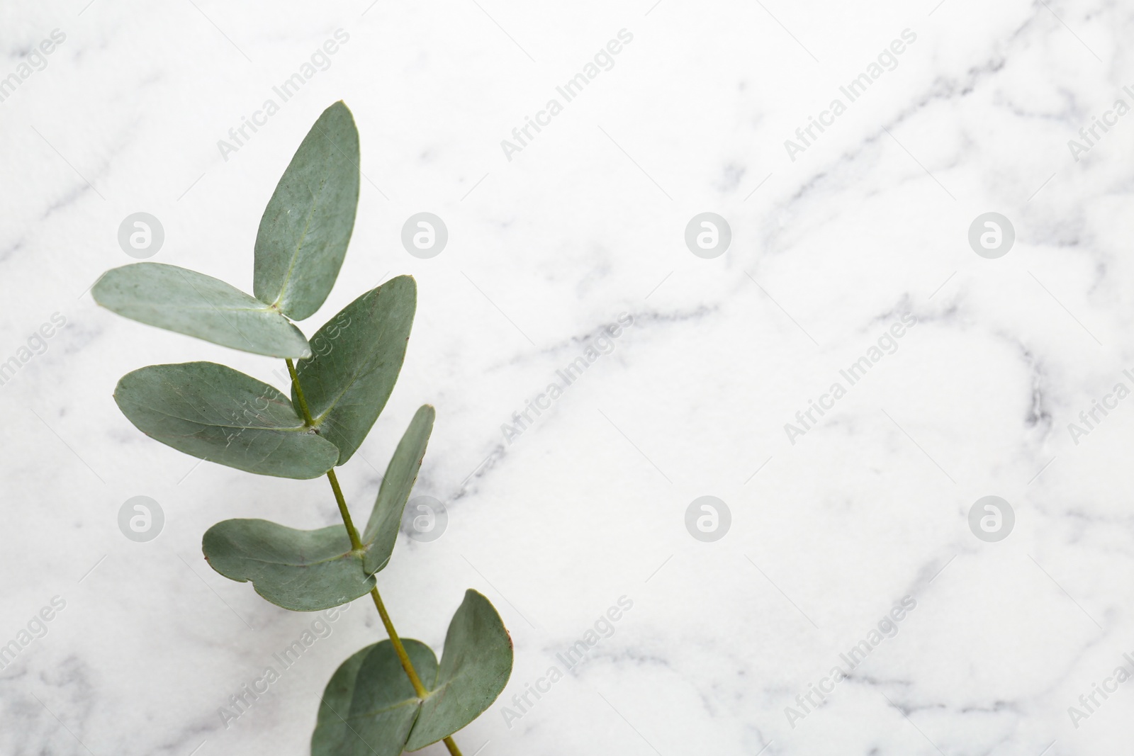 Beautiful eucalyptus branch on white marble background, top view. Space for text Photo of Beautiful eucalyptus branch on white marble background, top view. Space for text