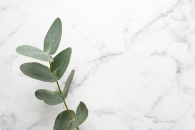 Photo of Beautiful eucalyptus branch on white marble background, top view. Space for text