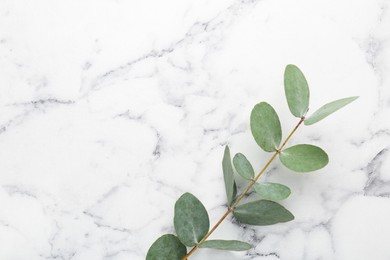 Photo of Beautiful eucalyptus branch on white marble background, top view. Space for text