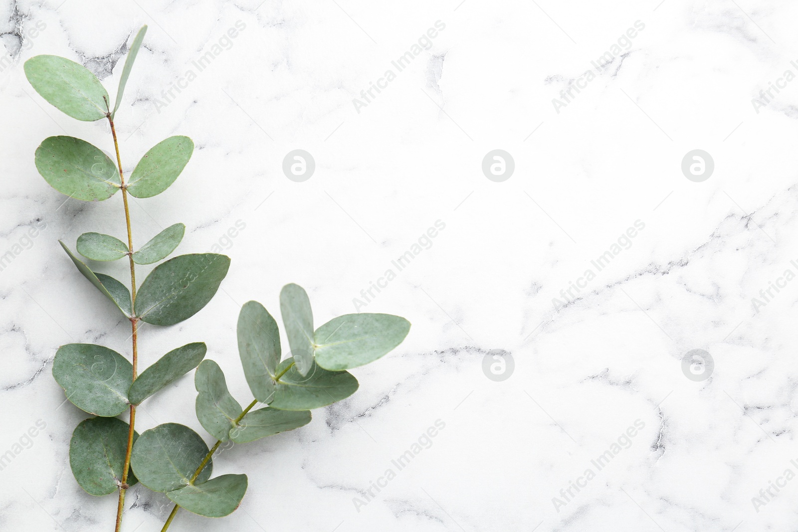 Beautiful eucalyptus branches on white marble background, top view. Space for text Photo of Beautiful eucalyptus branches on white marble background, top view. Space for text