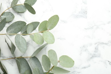 Photo of Beautiful eucalyptus branches on white marble background, top view. Space for text