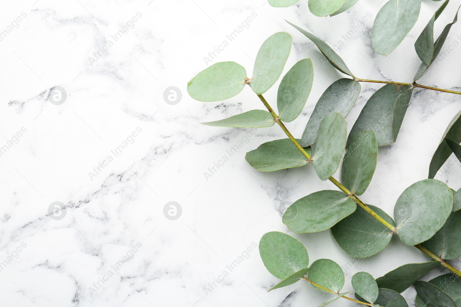 Beautiful eucalyptus branches on white marble background, top view. Space for text Photo of Beautiful eucalyptus branches on white marble background, top view. Space for text