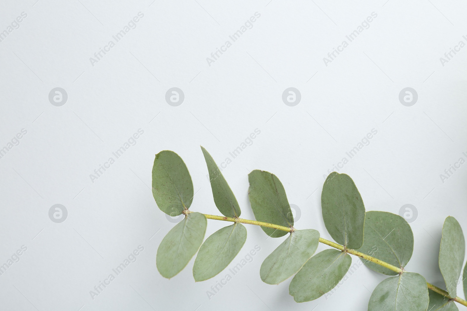 Beautiful eucalyptus branch on white background, top view. Space for text Photo of Beautiful eucalyptus branch on white background, top view. Space for text