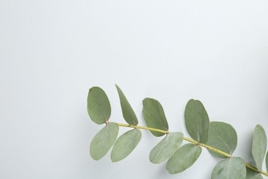 Photo of Beautiful eucalyptus branch on white background, top view. Space for text