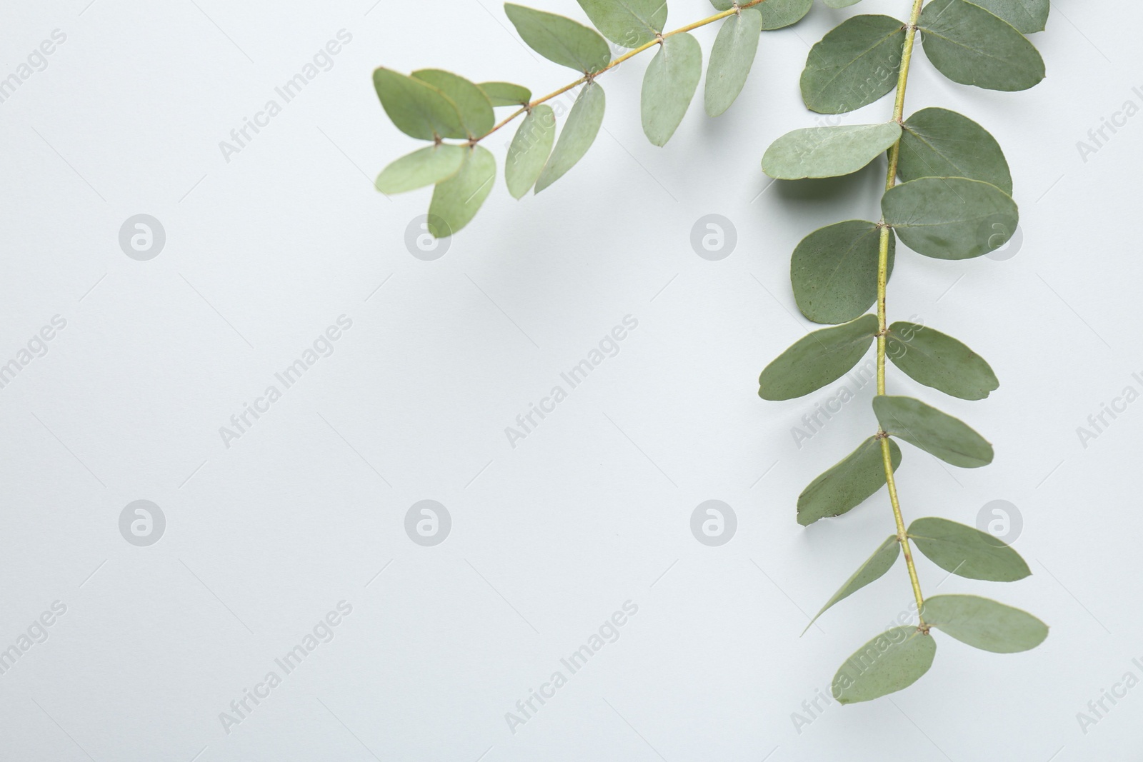 Beautiful eucalyptus branches on white background, top view. Space for text Photo of Beautiful eucalyptus branches on white background, top view. Space for text