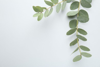 Photo of Beautiful eucalyptus branches on white background, top view. Space for text