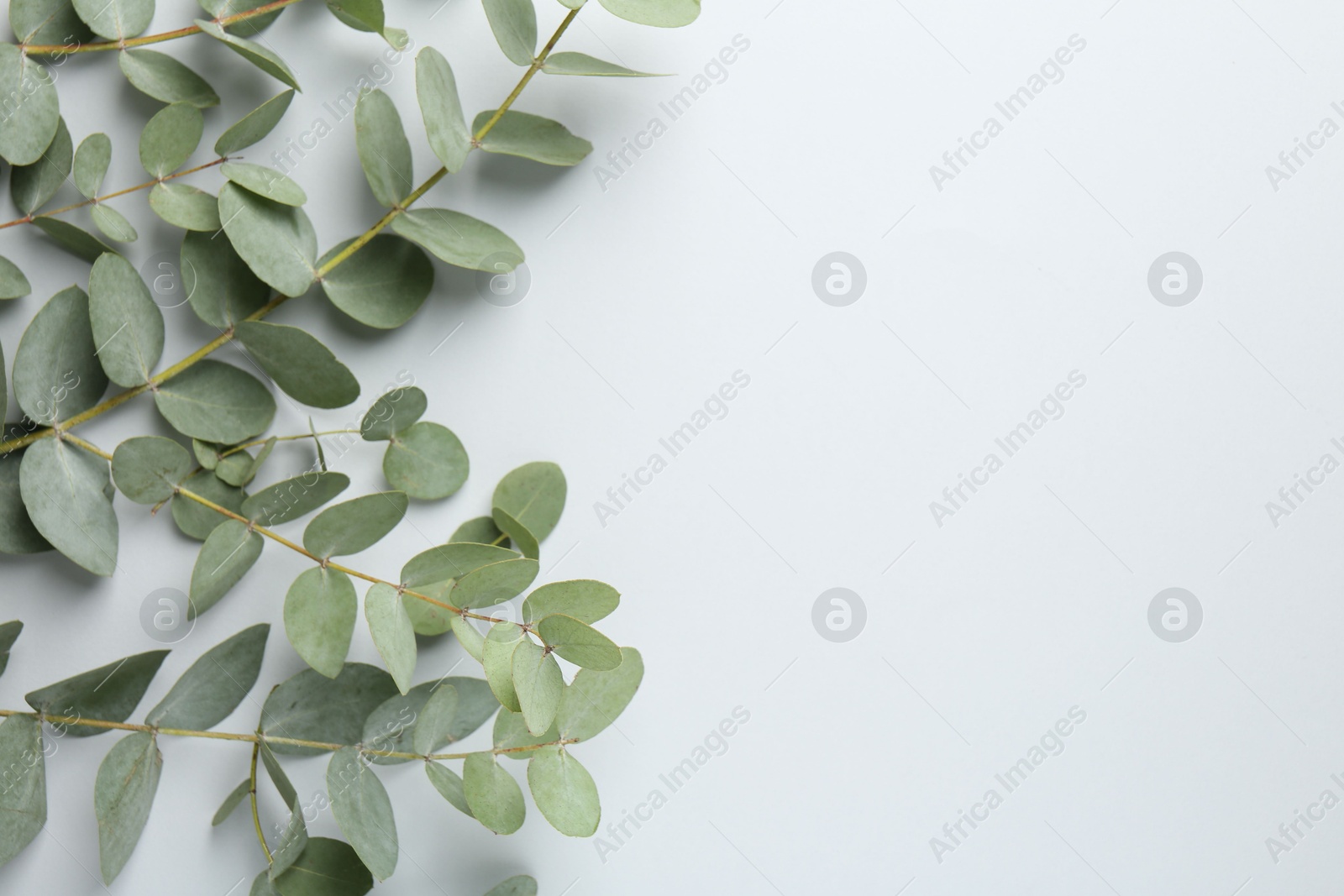 Beautiful eucalyptus branches on white background, top view. Space for text Photo of Beautiful eucalyptus branches on white background, top view. Space for text