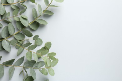 Photo of Beautiful eucalyptus branches on white background, top view. Space for text