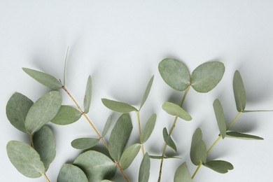 Photo of Beautiful eucalyptus branches on white background, top view. Space for text