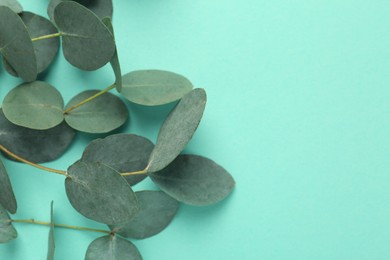 Photo of Beautiful eucalyptus branches on turquoise background, closeup. Space for text