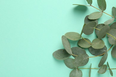 Photo of Beautiful eucalyptus branches on turquoise background, top view. Space for text