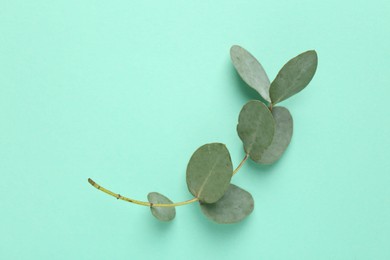Photo of Beautiful eucalyptus branch on turquoise background, top view. Space for text