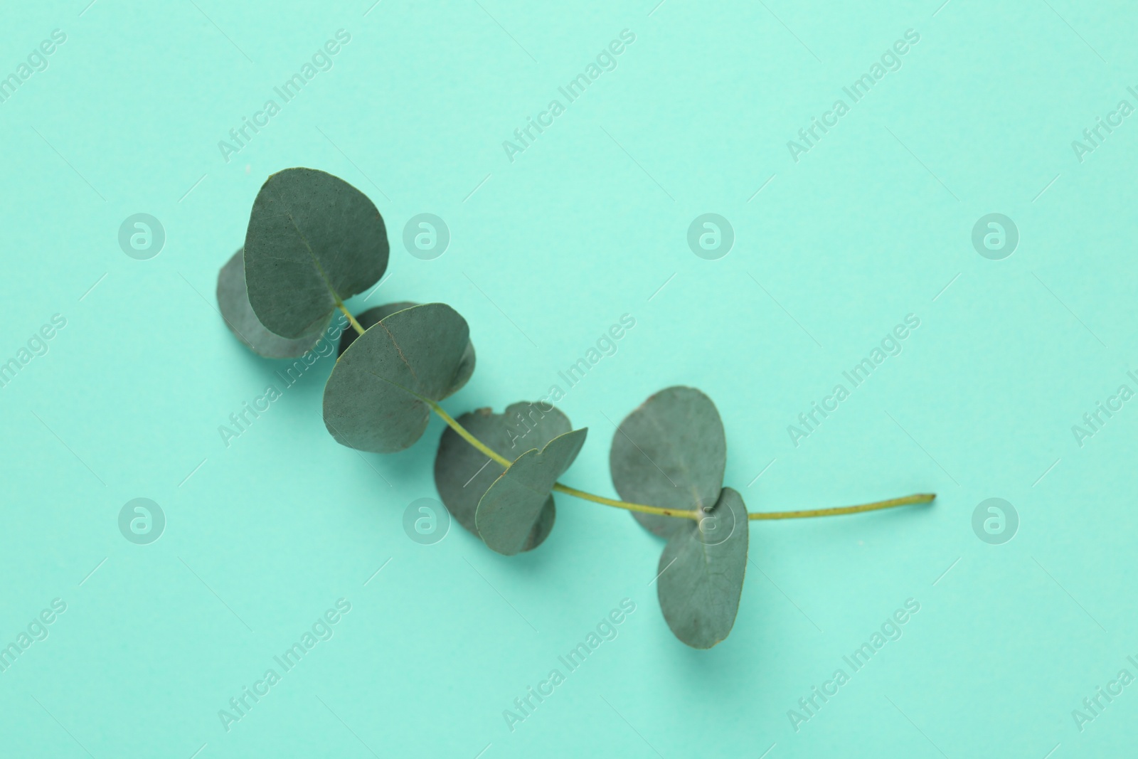 Beautiful eucalyptus branch on turquoise background, top view Photo of Beautiful eucalyptus branch on turquoise background, top view