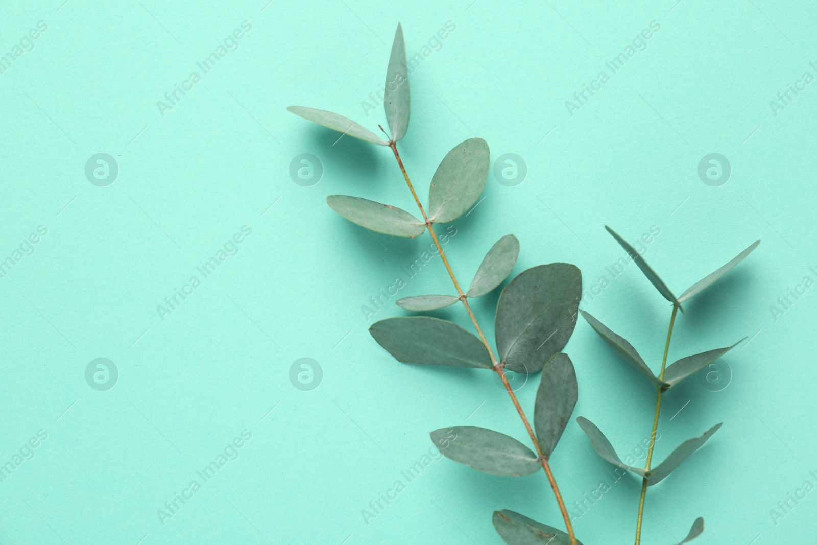 Beautiful eucalyptus branches on turquoise background, top view. Space for text Photo of Beautiful eucalyptus branches on turquoise background, top view. Space for text