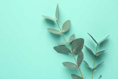 Photo of Beautiful eucalyptus branches on turquoise background, top view. Space for text