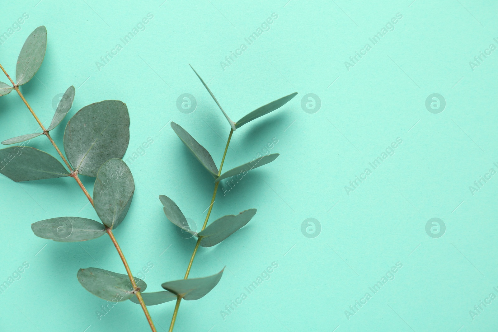 Beautiful eucalyptus branches on turquoise background, top view. Space for text Photo of Beautiful eucalyptus branches on turquoise background, top view. Space for text