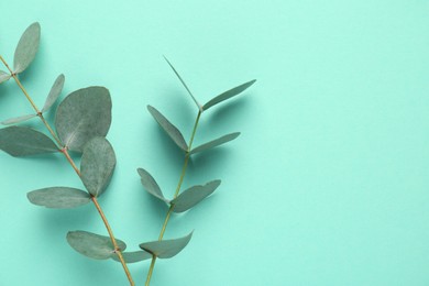 Photo of Beautiful eucalyptus branches on turquoise background, top view. Space for text