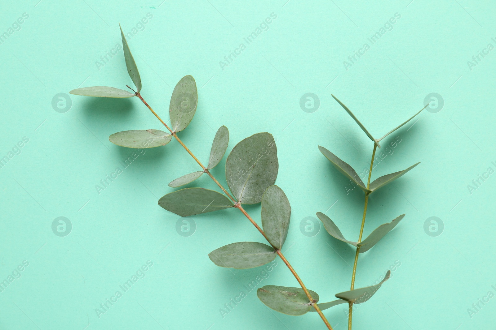 Beautiful eucalyptus branches on turquoise background, top view Photo of Beautiful eucalyptus branches on turquoise background, top view