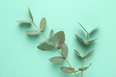 Photo of Beautiful eucalyptus branches on turquoise background, top view