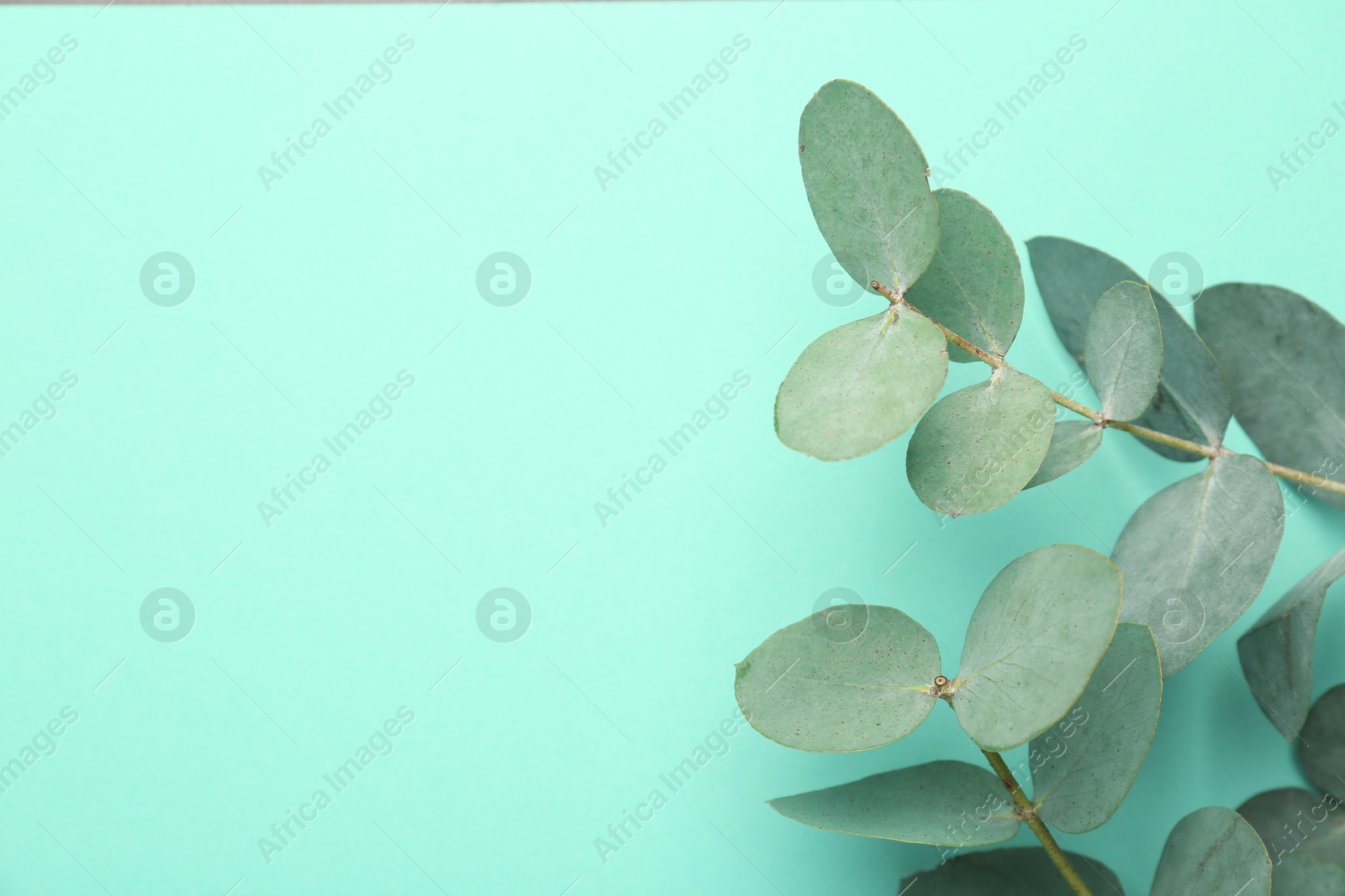 Beautiful eucalyptus branches on turquoise background, top view. Space for text Photo of Beautiful eucalyptus branches on turquoise background, top view. Space for text