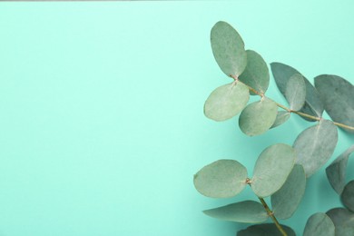 Photo of Beautiful eucalyptus branches on turquoise background, top view. Space for text
