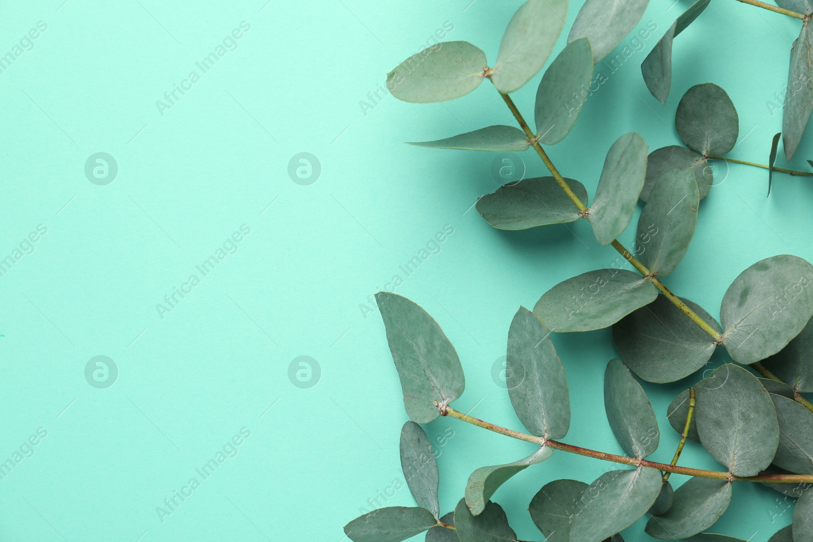 Beautiful eucalyptus branches on turquoise background, top view. Space for text Photo of Beautiful eucalyptus branches on turquoise background, top view. Space for text