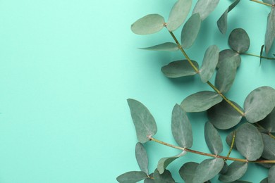 Photo of Beautiful eucalyptus branches on turquoise background, top view. Space for text