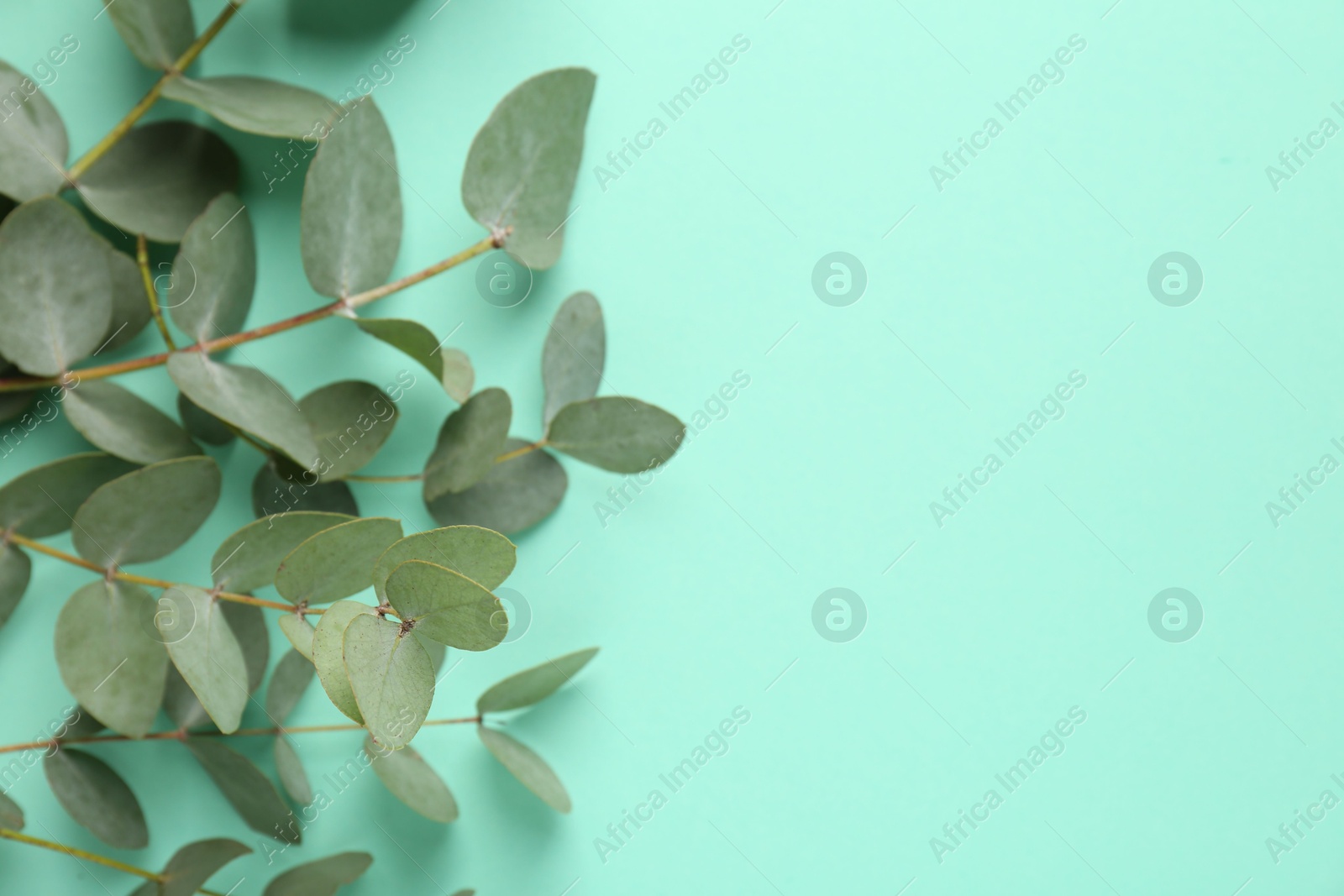 Beautiful eucalyptus branches on turquoise background, top view. Space for text Photo of Beautiful eucalyptus branches on turquoise background, top view. Space for text