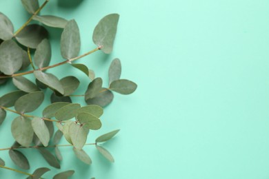 Photo of Beautiful eucalyptus branches on turquoise background, top view. Space for text