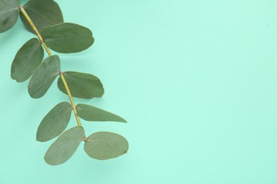 Photo of Beautiful eucalyptus branch on turquoise background, closeup. Space for text