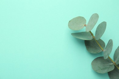 Photo of Beautiful eucalyptus branch on turquoise background, top view. Space for text