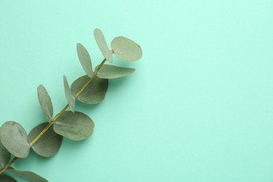 Photo of Beautiful eucalyptus branch on turquoise background, top view. Space for text