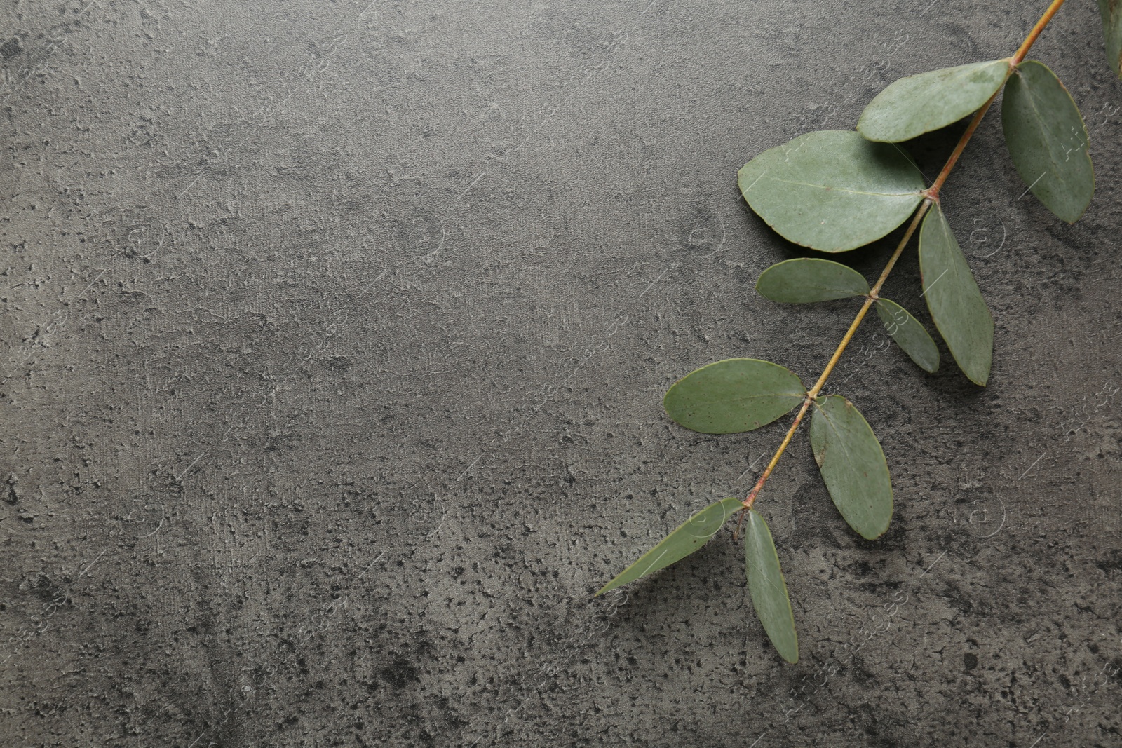 Beautiful eucalyptus branch on grey background, top view. Space for text Photo of Beautiful eucalyptus branch on grey background, top view. Space for text