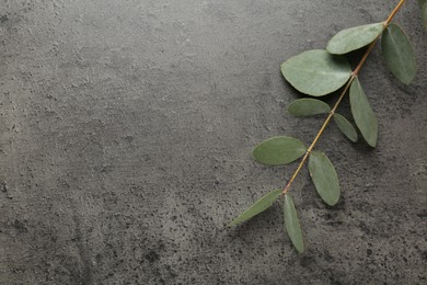 Photo of Beautiful eucalyptus branch on grey background, top view. Space for text
