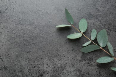 Photo of Beautiful eucalyptus branch on grey background, top view. Space for text