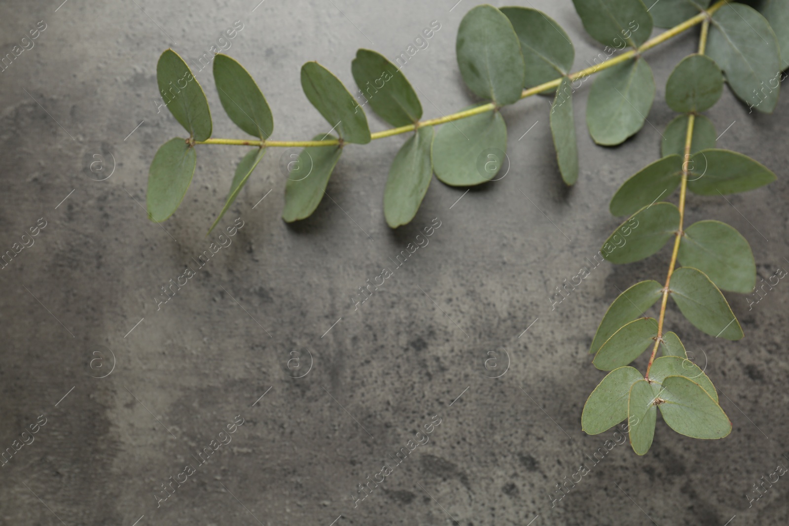 Beautiful eucalyptus branches on grey background, top view. Space for text Photo of Beautiful eucalyptus branches on grey background, top view. Space for text