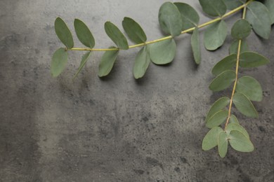 Photo of Beautiful eucalyptus branches on grey background, top view. Space for text