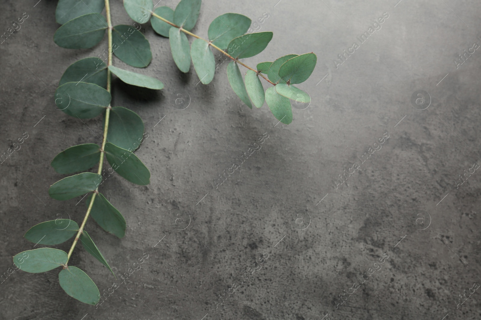Beautiful eucalyptus branches on grey background, top view. Space for text Photo of Beautiful eucalyptus branches on grey background, top view. Space for text