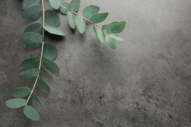 Photo of Beautiful eucalyptus branches on grey background, top view. Space for text