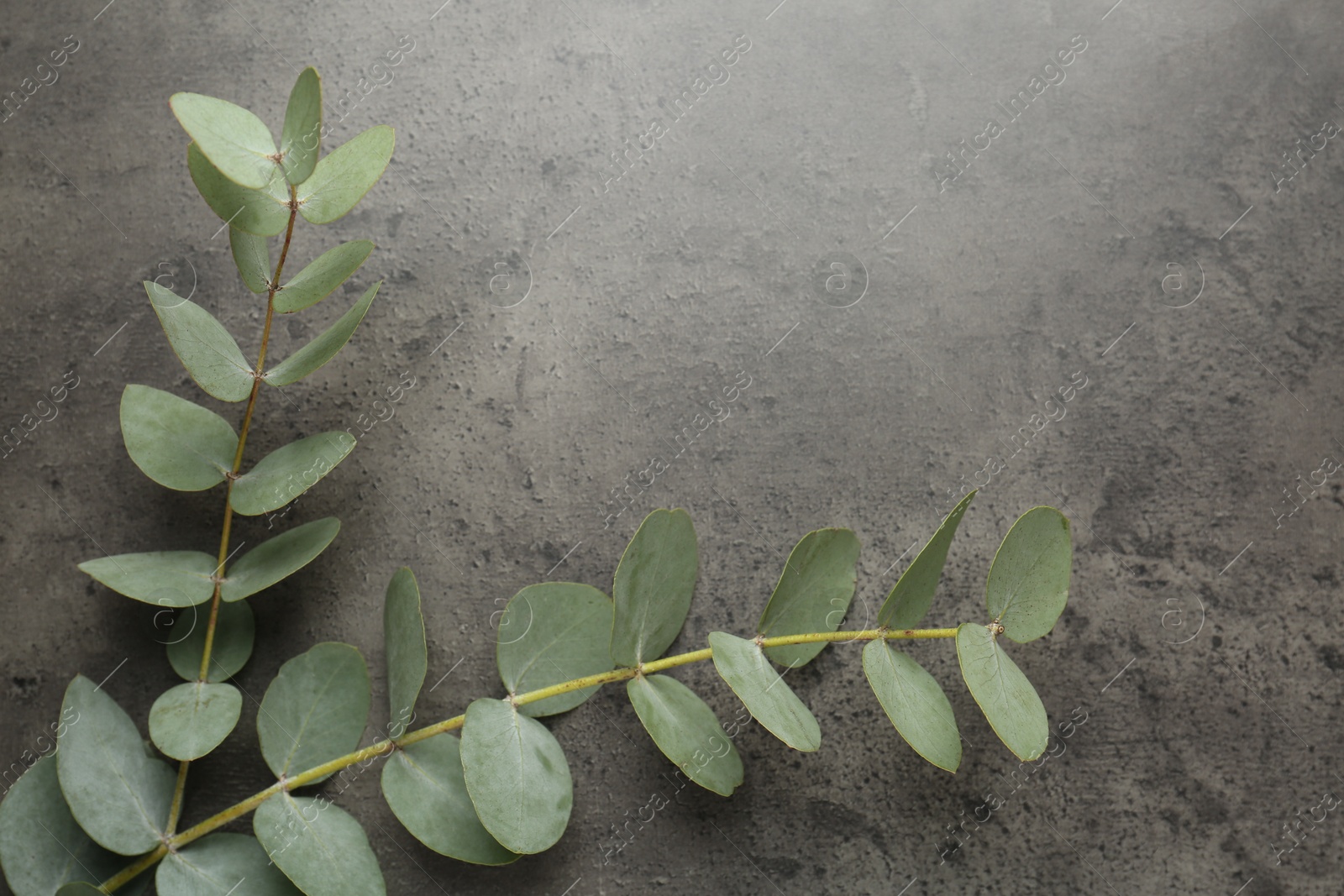 Beautiful eucalyptus branches on grey background, top view. Space for text Photo of Beautiful eucalyptus branches on grey background, top view. Space for text