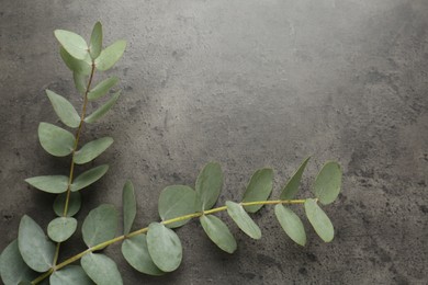 Photo of Beautiful eucalyptus branches on grey background, top view. Space for text