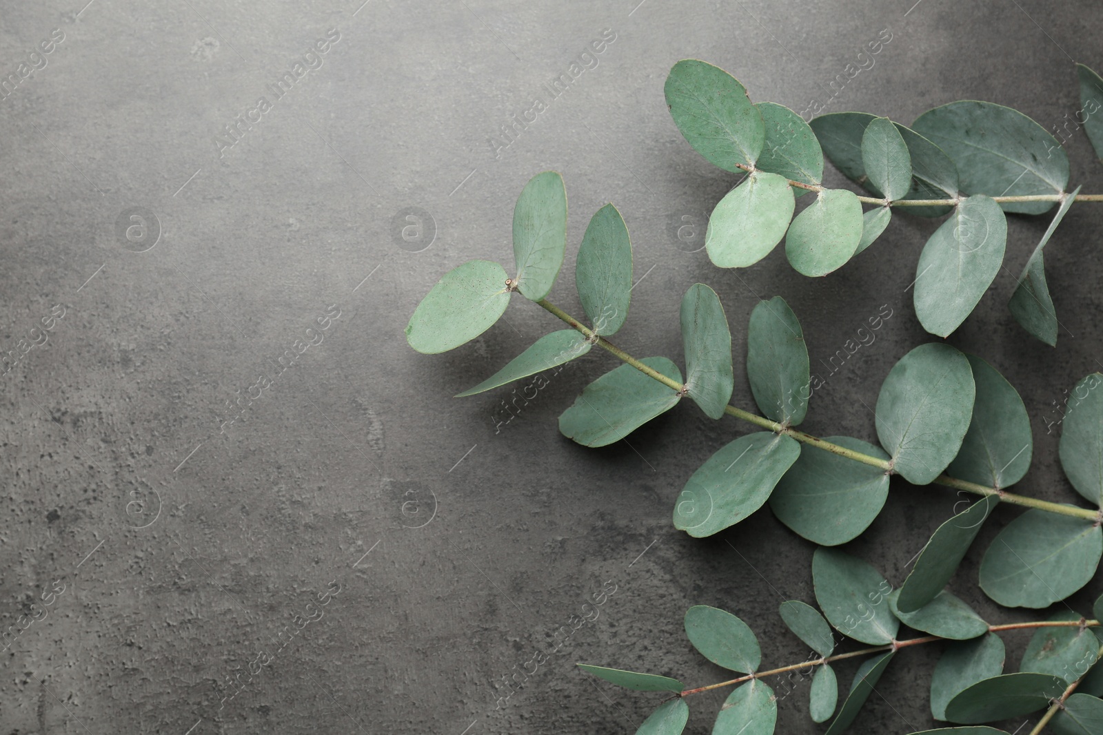 Beautiful eucalyptus branches on grey background, top view. Space for text Photo of Beautiful eucalyptus branches on grey background, top view. Space for text
